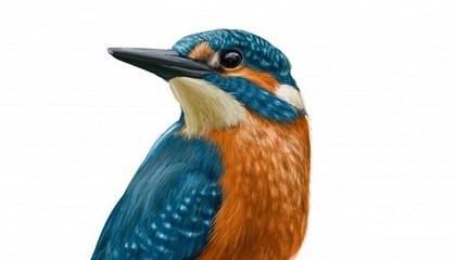 Brilliant Birds _ Funny Bird Video Compilation 2017