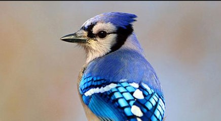 DIY Yarn Craft Bird Easy How To