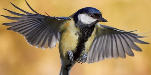 Birds-of-Paradise Project Introduction