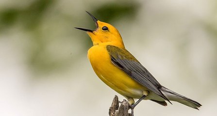 19 Funny Bird Videos __ Awesome Compilation