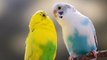 Funniest Bird Videos Weekly Compilation 2018 _ Funny Pet Videos