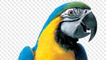 FUNNIEST BIRDS - Parrots, Ducks, Owls, Penguins and More [FUNNY BIRD VIDEOS]