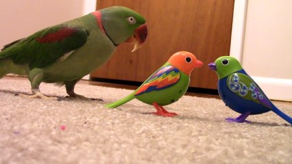 Real Bird's Reaction to Digibirds, Part 2
