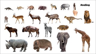 African Animals - Picture Play