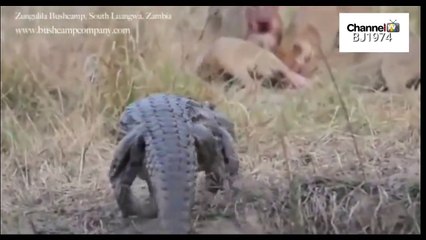 Crocodile heads towards the black saw what he did