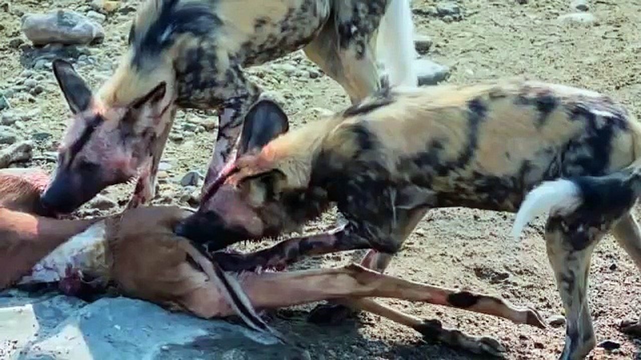 Watch the horror of wild dogs of alligator