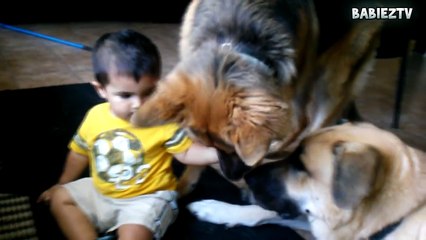 Babies Playing with Big Dogs - FUNNY BABIES