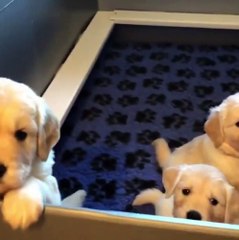 Which one is your favourite?