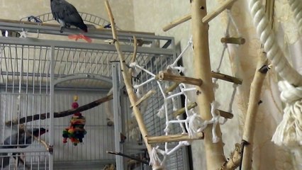 Попугай Григорий - 5 сезон, 3 серия