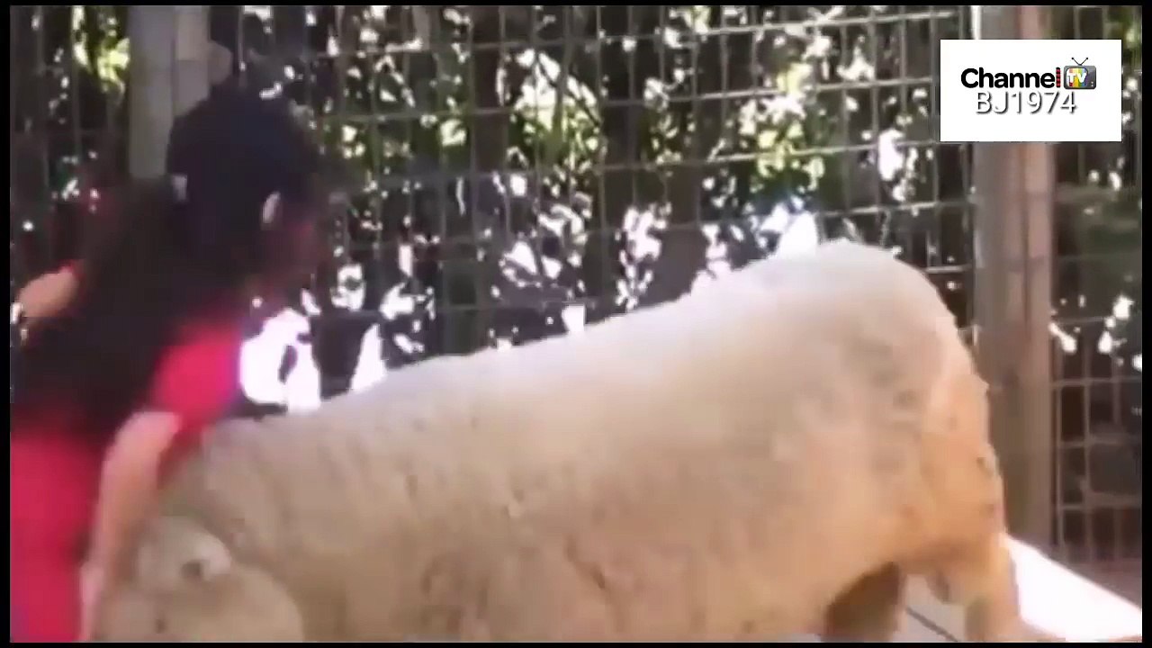 The most funny sections with the sheep