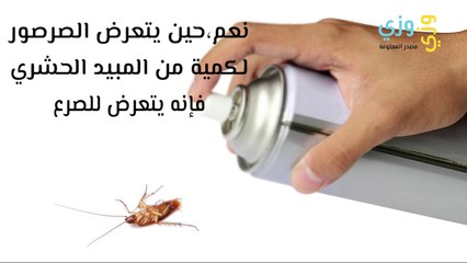 هل يصيب مرض الصرع الصراصير