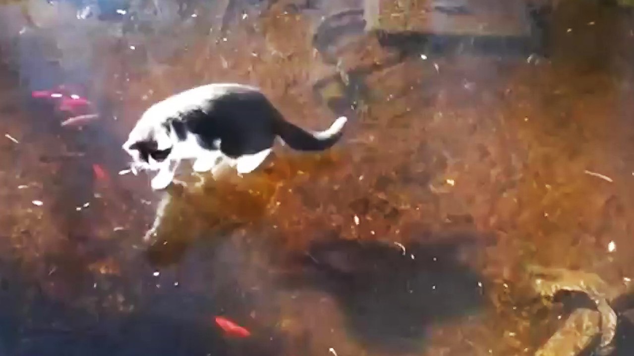Chat vs Poissons sous la glace