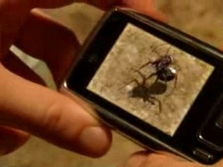 SAMSUNG SGH-G800 : ANT FIGHT VIDEO