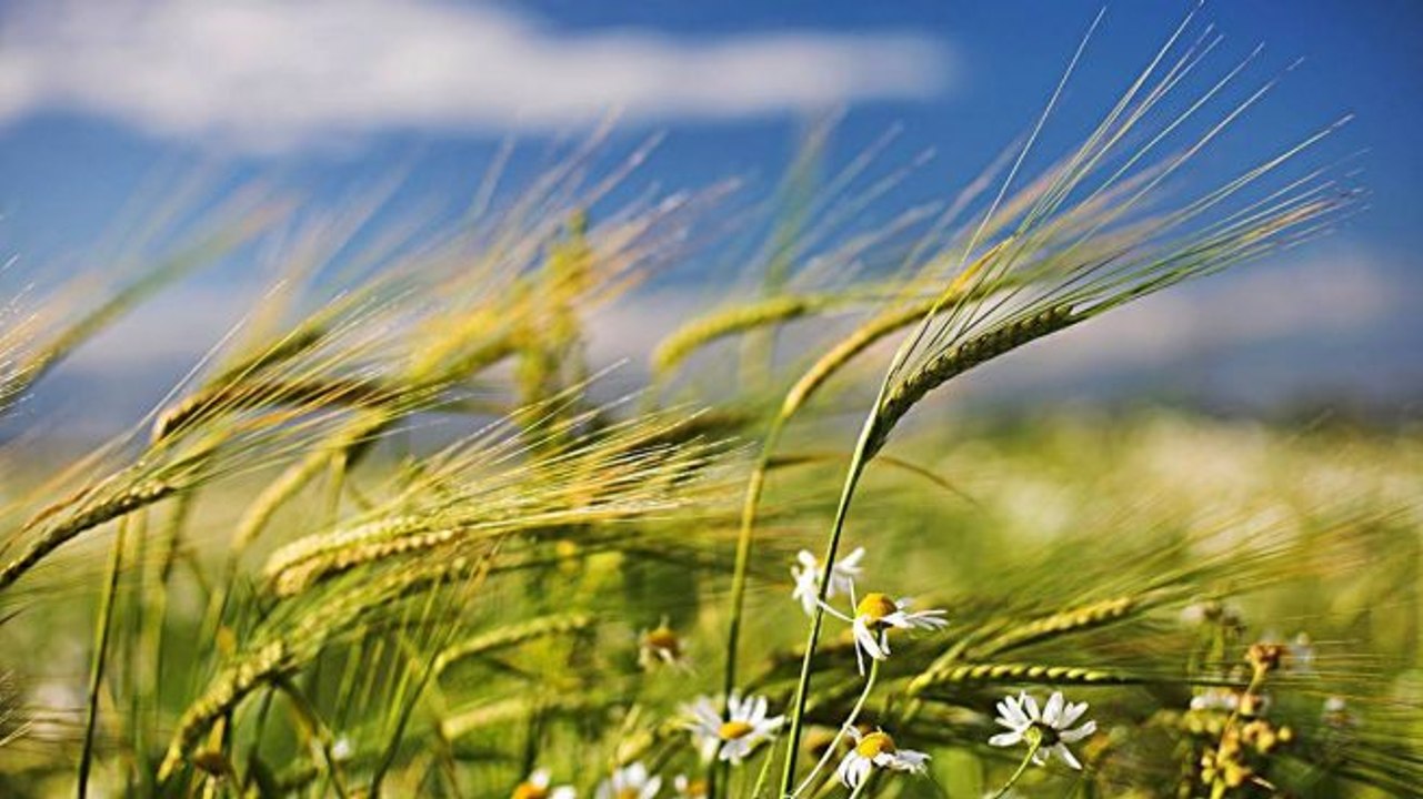 EL SONIDO DEL VIENTO,UNA HORA CON EL RELAJANTE SILBIDO DEL VIENTO,MUSICA DE LA NATURALEZA PARA RELAJARSE,DORMIR BEBES,ESTUDIAR,ZEN,EL SIROCO DE LAS BRUJAS,RED MARABUNTA