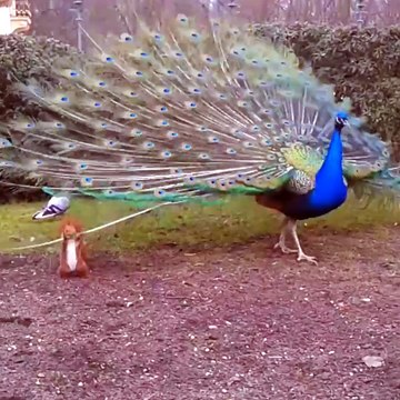 Un écureuil sournois veut piquer une plume à un paon