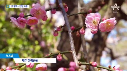 “봄봄봄 봄이 왔어요”…벌써 등장한 반팔 차림