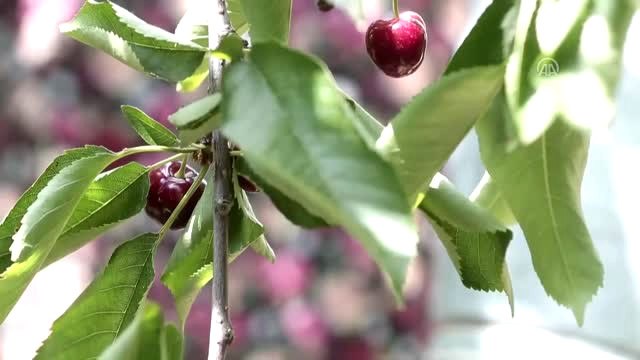 Kiraz İhracatına Uzak Doğu Damgasını Vuracak