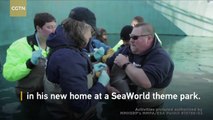 Endangered beluga whale calf rescued near Alaska