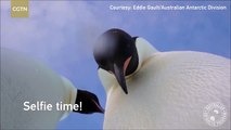 Curious Emperor penguins take selfie video in Antarctica