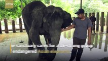 Malaysian elephant sanctuary works to cut human-animal conflict