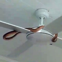 Un serpent se rafraichit sur un ventilo