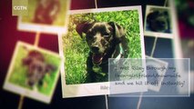 CGTN’s dog owners express love and gratitude to their loyal friends