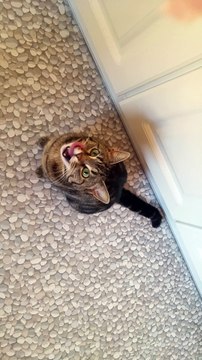 Cat demonstrates irrestistable begging style