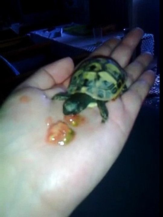 sweet turtle