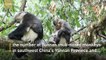 China carries out campaign to help increase endangered Yunnan snub-nosed monkey population