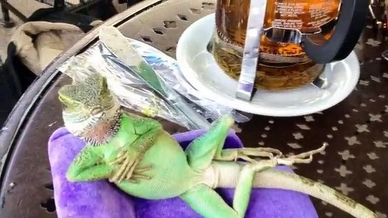 Is Your Pet This Sexy?