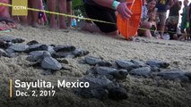 Activists in Mexico protect sea turtle hatchlings