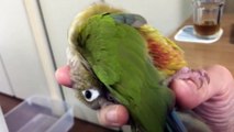 イリュージョン！「ちぎり餅」みたいになってしまうインコ　Pyrrhura molinae (2)