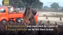 Guru swarmed by monkeys in northern India
