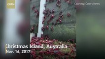 Millions of red crabs use special bridge on annual march to ocean