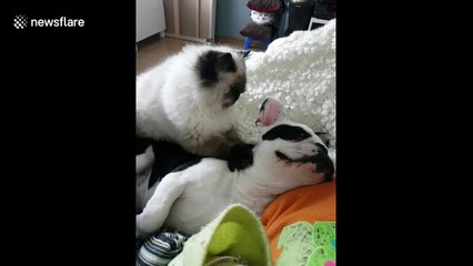 Adorable moment cat gives dog a massage