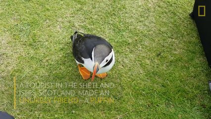 Скачать видео: Cet animal n'est vraiment pas timide - Macareux moine adorable et très affectueux