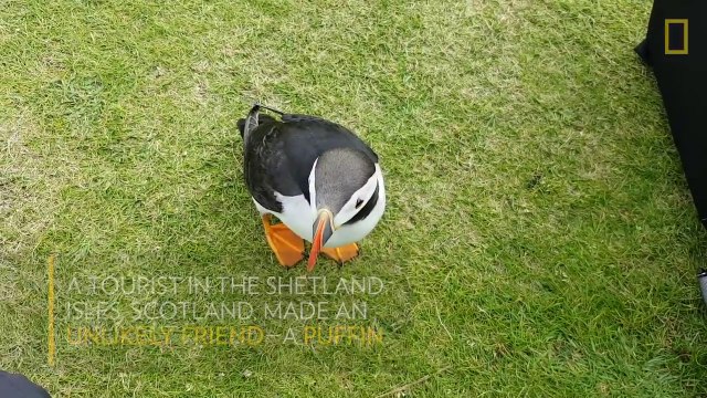 Cet animal n'est vraiment pas timide - Macareux moine adorable et très affectueux