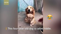Protective dog prevents puppy from shaking hands with owner