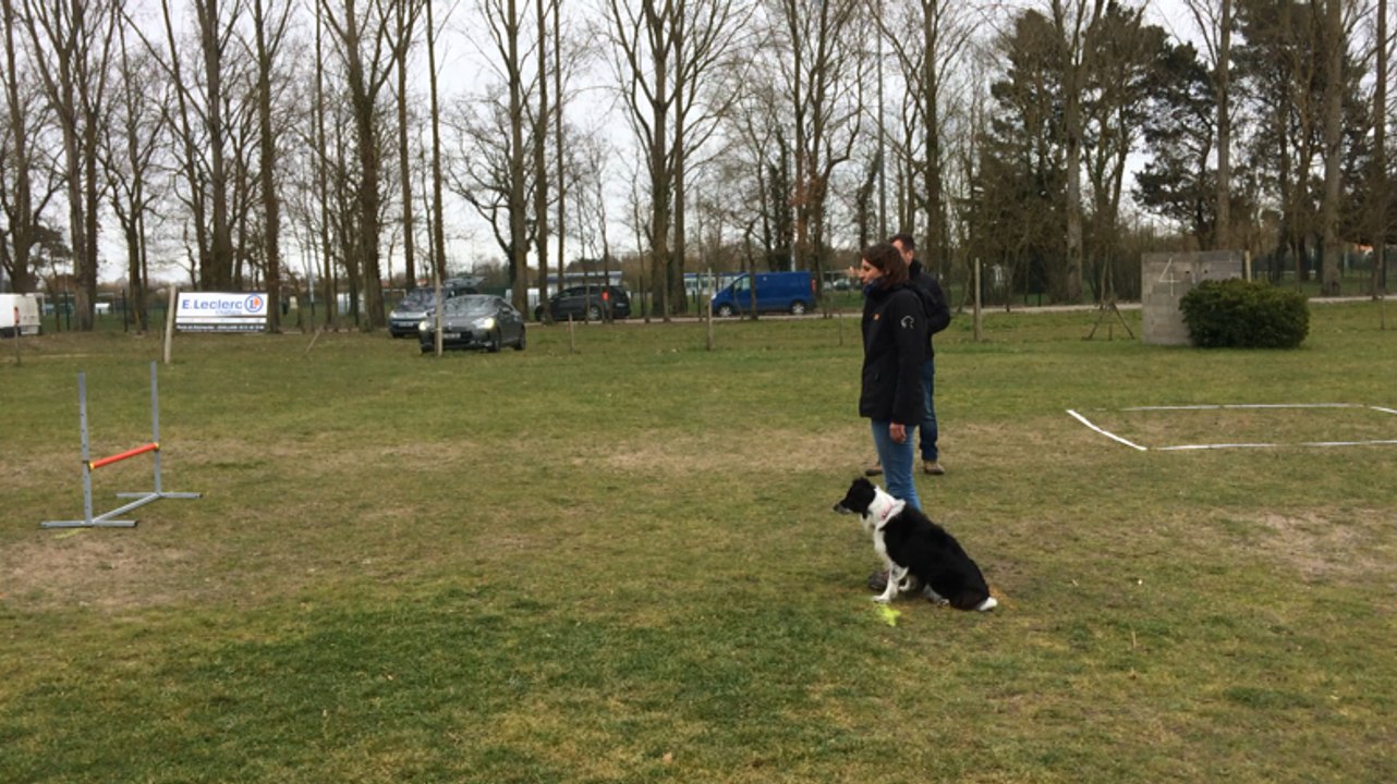 Concours canin d’obéissance