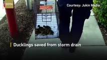 Ducklings saved from storm drain