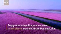 A trip to the sea of purple-pink flowers in China