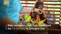 Shanghai Zoo successfully breeds orangutan