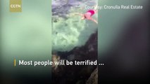 Shark wrangler: Australian woman casually picks up lost shark with bare hands