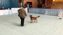 VIDEO. Ils pratiquent le dog dancing à Poitiers (1/2)