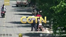 Bull hurts five pedestrians before being shot dead in south China