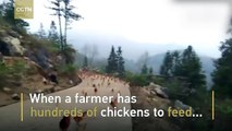 Farmer whistles and his chickens fly down for the feast