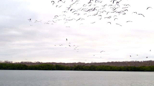 Blue-Footed Boobies Diving