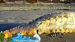 10 Weird Creatures Washed Up On Shore