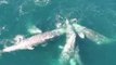 Humpback Joins Grey Whales for Swim Near Monterey Bay