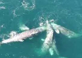 Humpback Joins Grey Whales for Swim Near Monterey Bay
